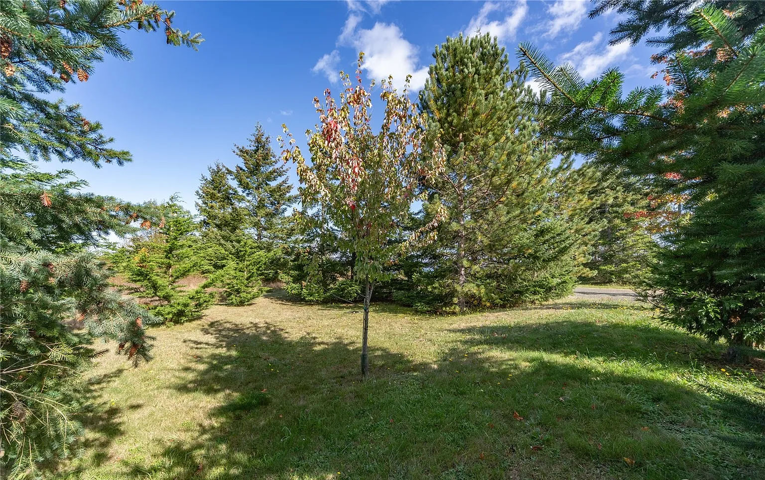 Tree grove