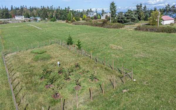 Aerial of orchard