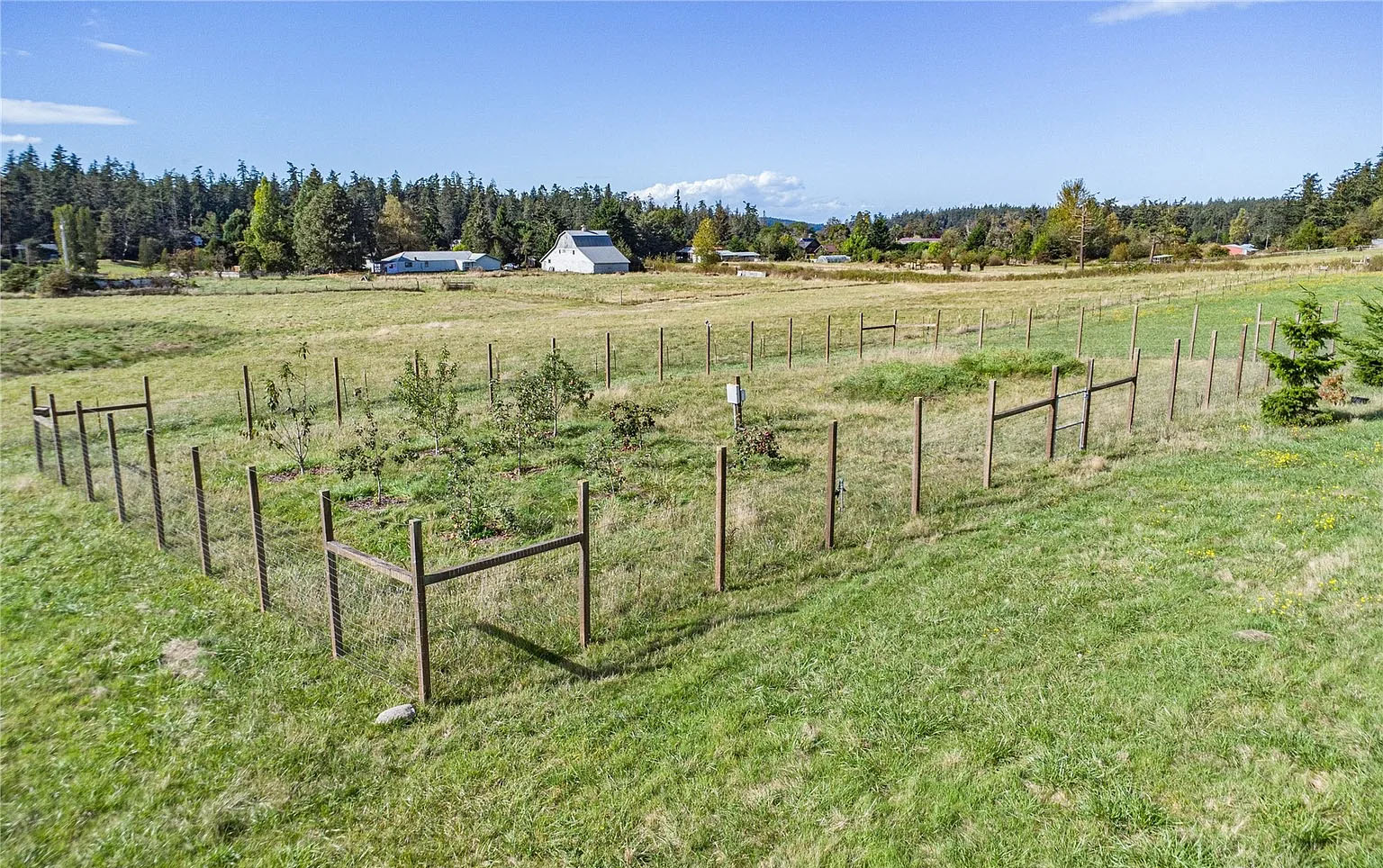 Orchard with fruit trees