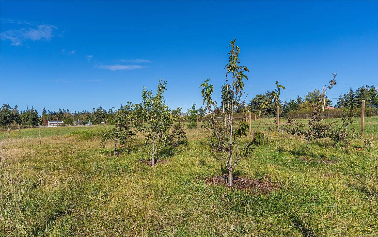 Apple, pear and cherry trees